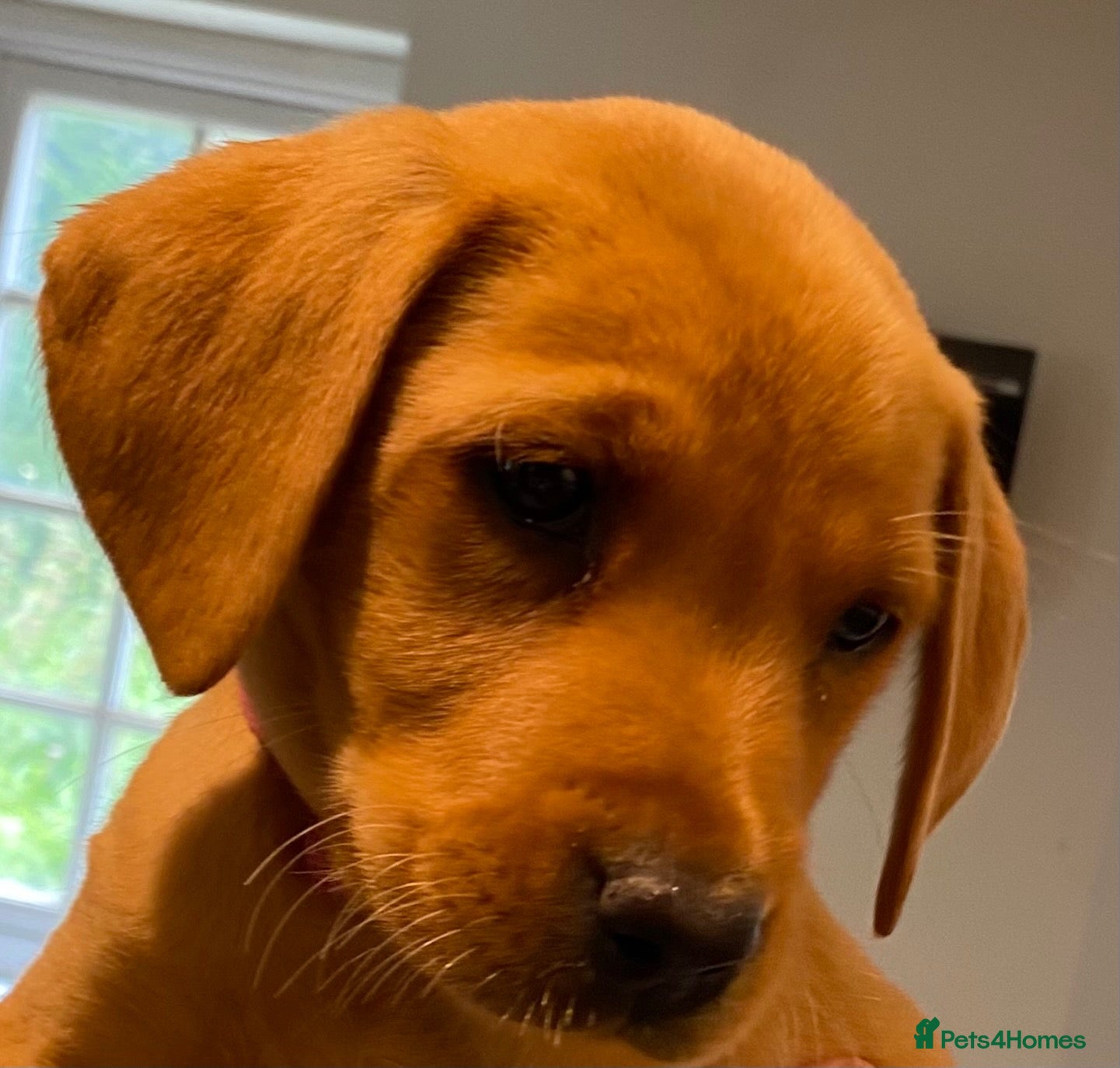 Labrador Retriever dogs FOX RED LAB PUPS PARENTS EXTENSIVELY HEALTH TESTED - Advert 1