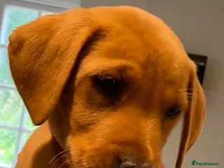Labrador Retriever dogs FOX RED LAB PUPS PARENTS EXTENSIVELY HEALTH TESTED - Advert 1