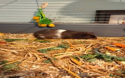 Guinea Pig rodents for sale: 10 weeks old boy guinea pig. - Image 2