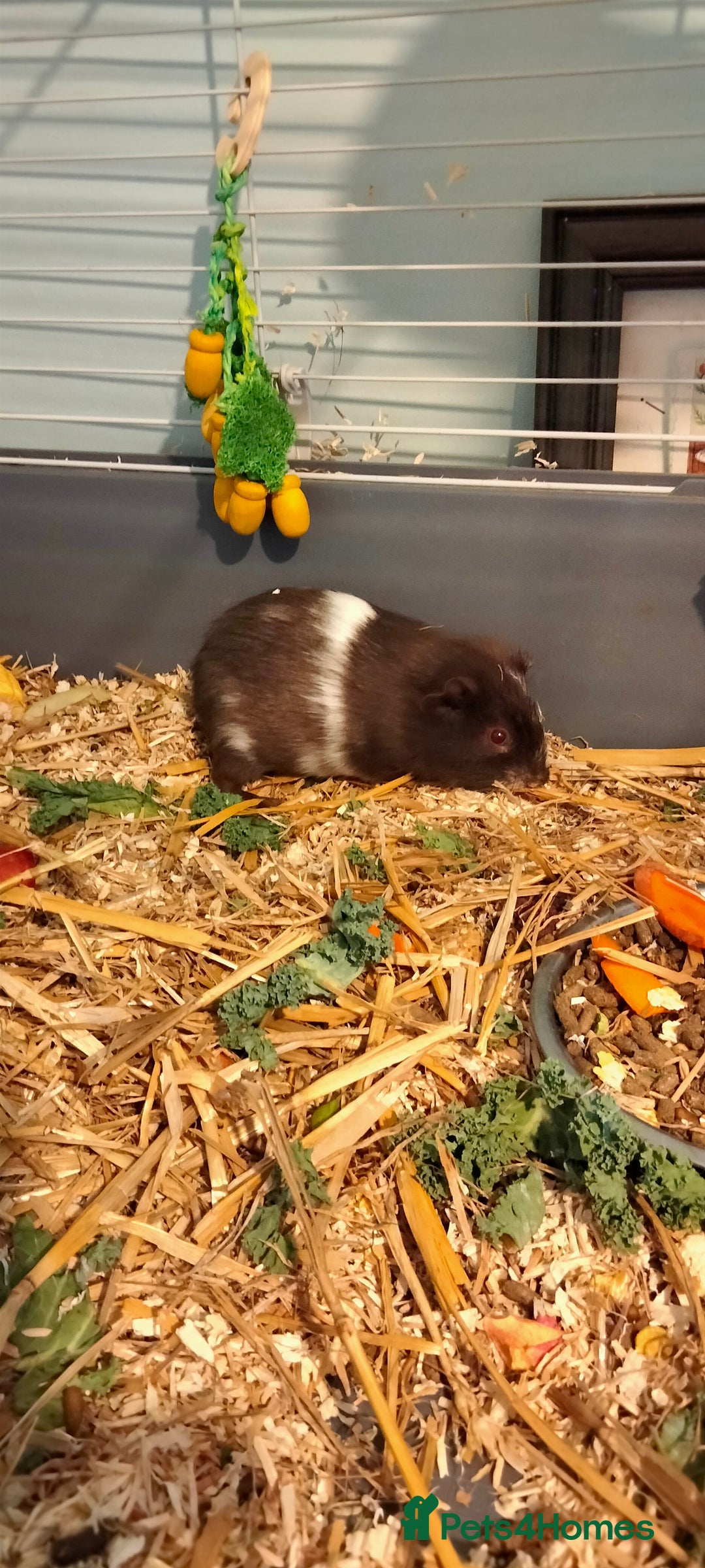 Guinea Pig rodents for sale: 10 weeks old boy guinea pig. - Image 2