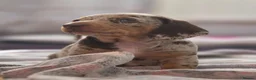 Miniature Dachshund dogs for sale: Beautiful litter of Miniature daschaund puppies  - Advert 3