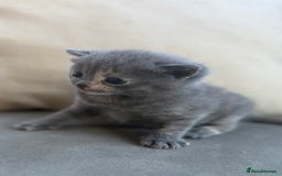 British Shorthair cats for sale: Blue tortie girl  - Image 3