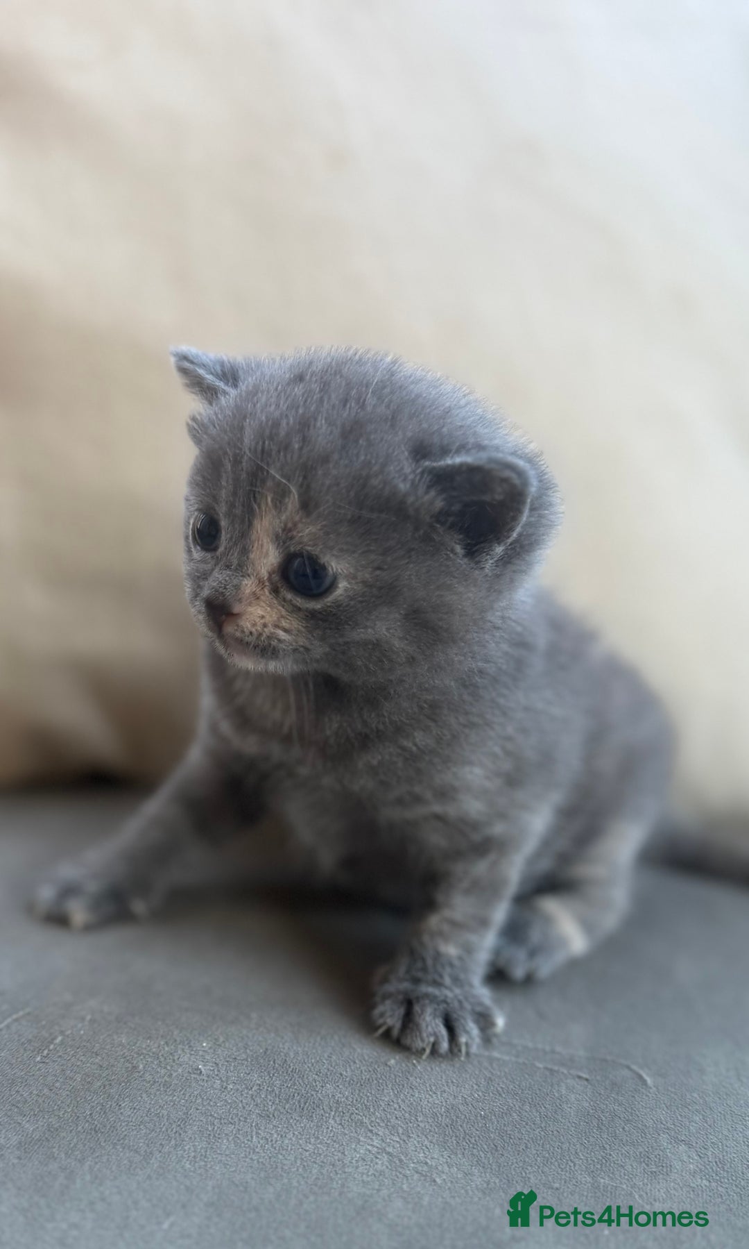 British Shorthair cats for sale: Blue tortie girl  - Image 3