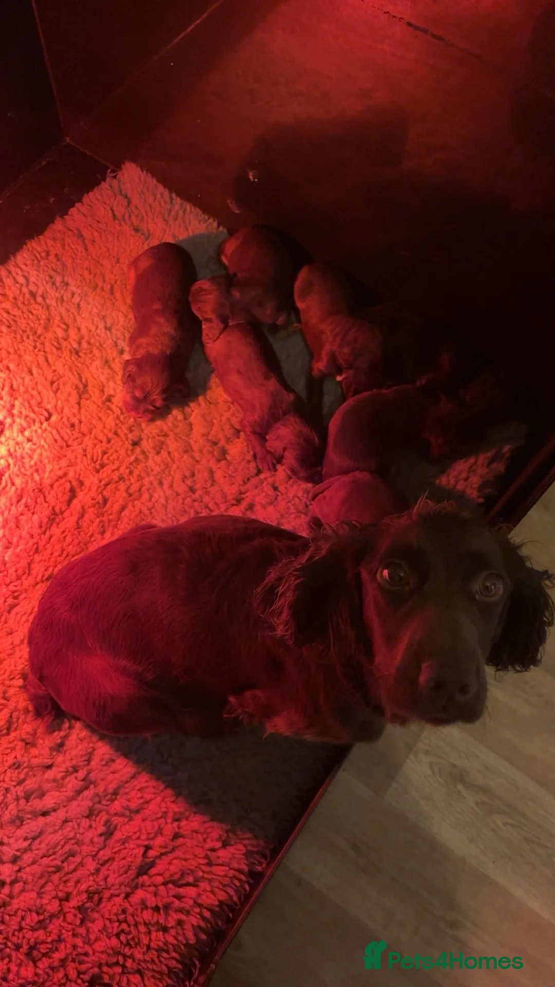 Cocker Spaniel dogs for sale: Working Cocker Spaniel Puppies - Advert 9