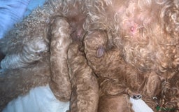 Toy Poodle dogs for sale: Toy poodle puppies for sale  - Image 6