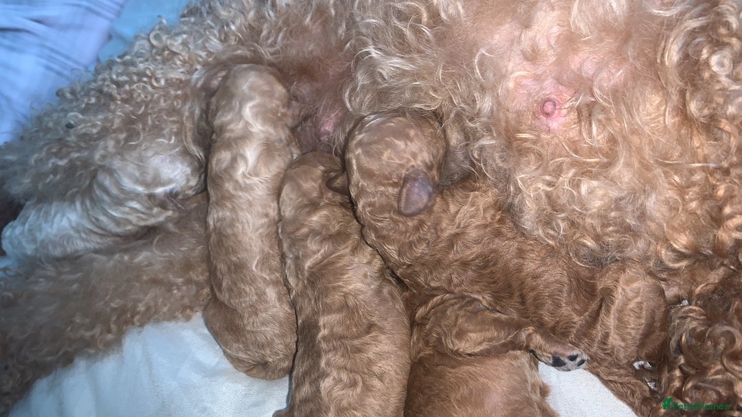 Toy Poodle dogs for sale: Toy poodle puppies for sale  - Image 6