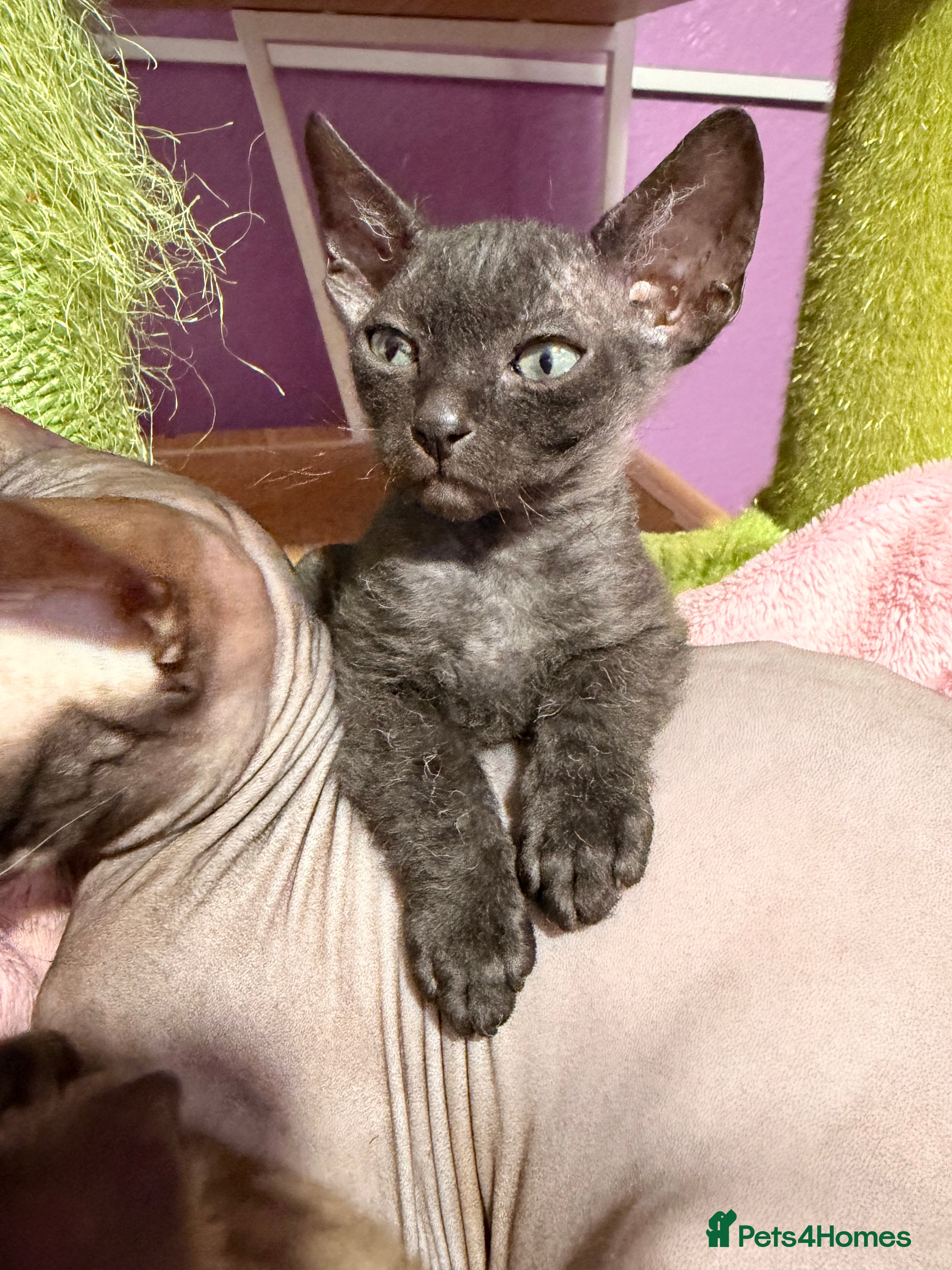 Sphynx cats 2 beautiful boys left 🐾🤎🖤 - Advert 5