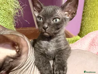 Sphynx cats 2 beautiful boys left 🐾🤎🖤 - Advert 5