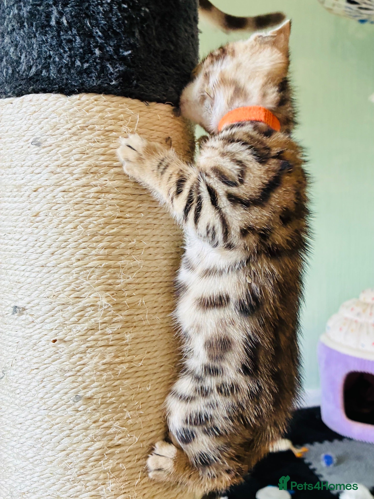 Bengal cats FINAL KITTEN!! Beautiful Bengal kittens .  - Advert 1
