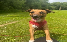 Mixed Breed dogs for sale: Loving jack looking for new home - Image 2