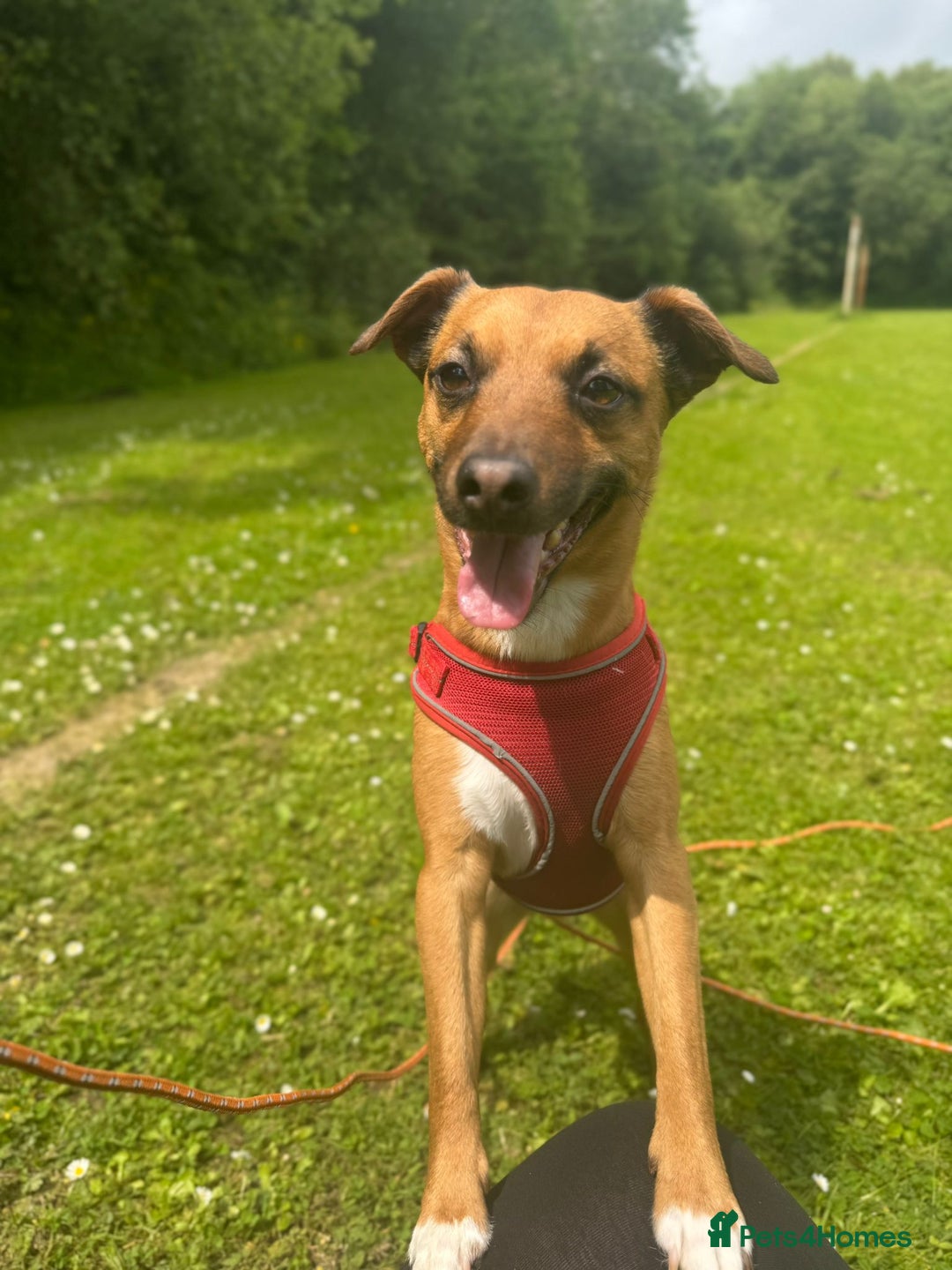 Mixed Breed dogs for sale: Loving jack looking for new home - Image 2