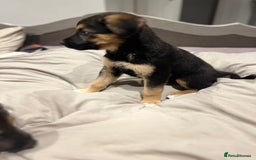 Mixed Breed dogs for sale: Belgian malinois x Anatolian shepherd mix pups 🐶  - Image 24