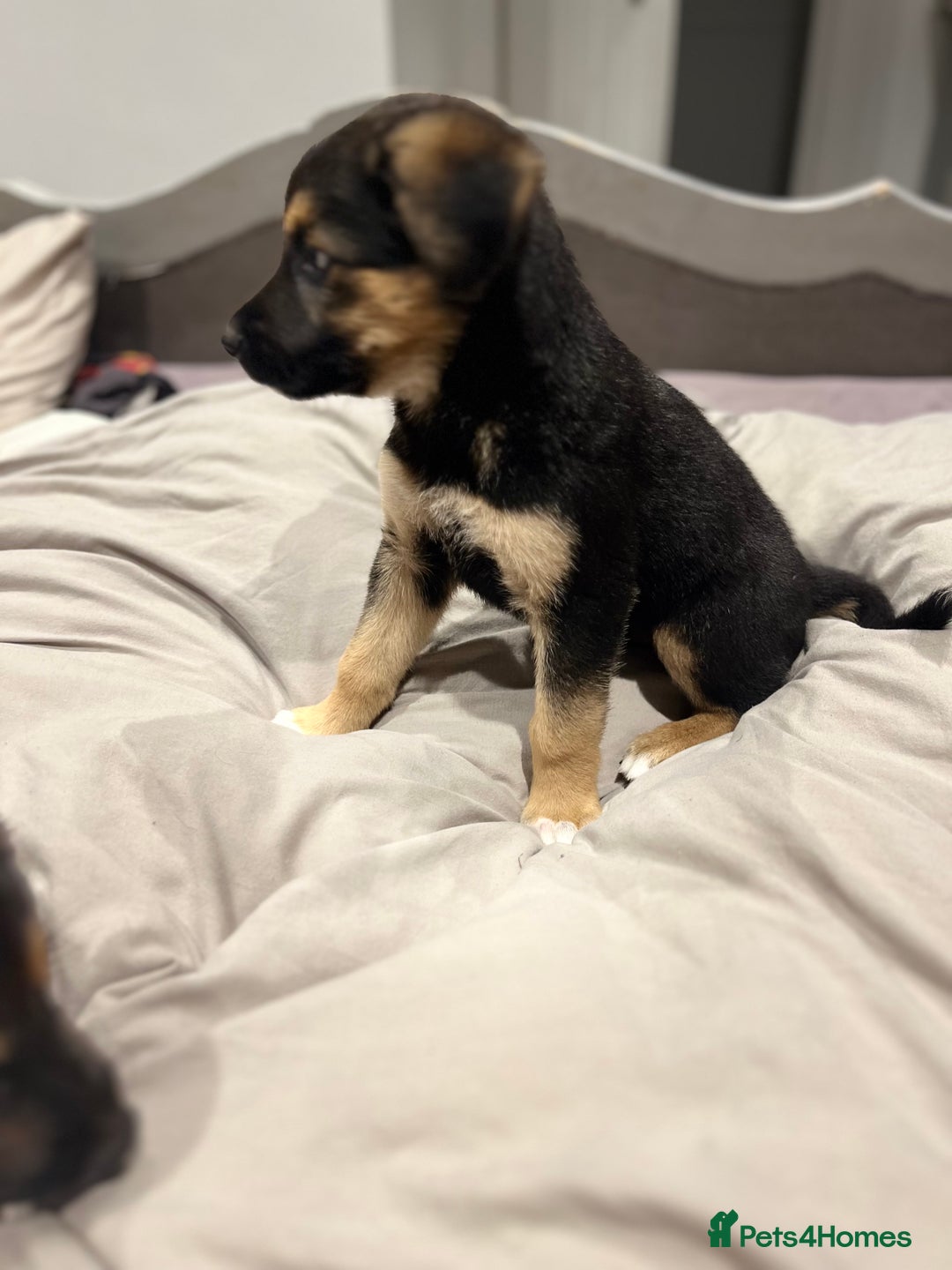 Mixed Breed dogs for sale: Belgian malinois x Anatolian shepherd mix pups 🐶  - Image 24