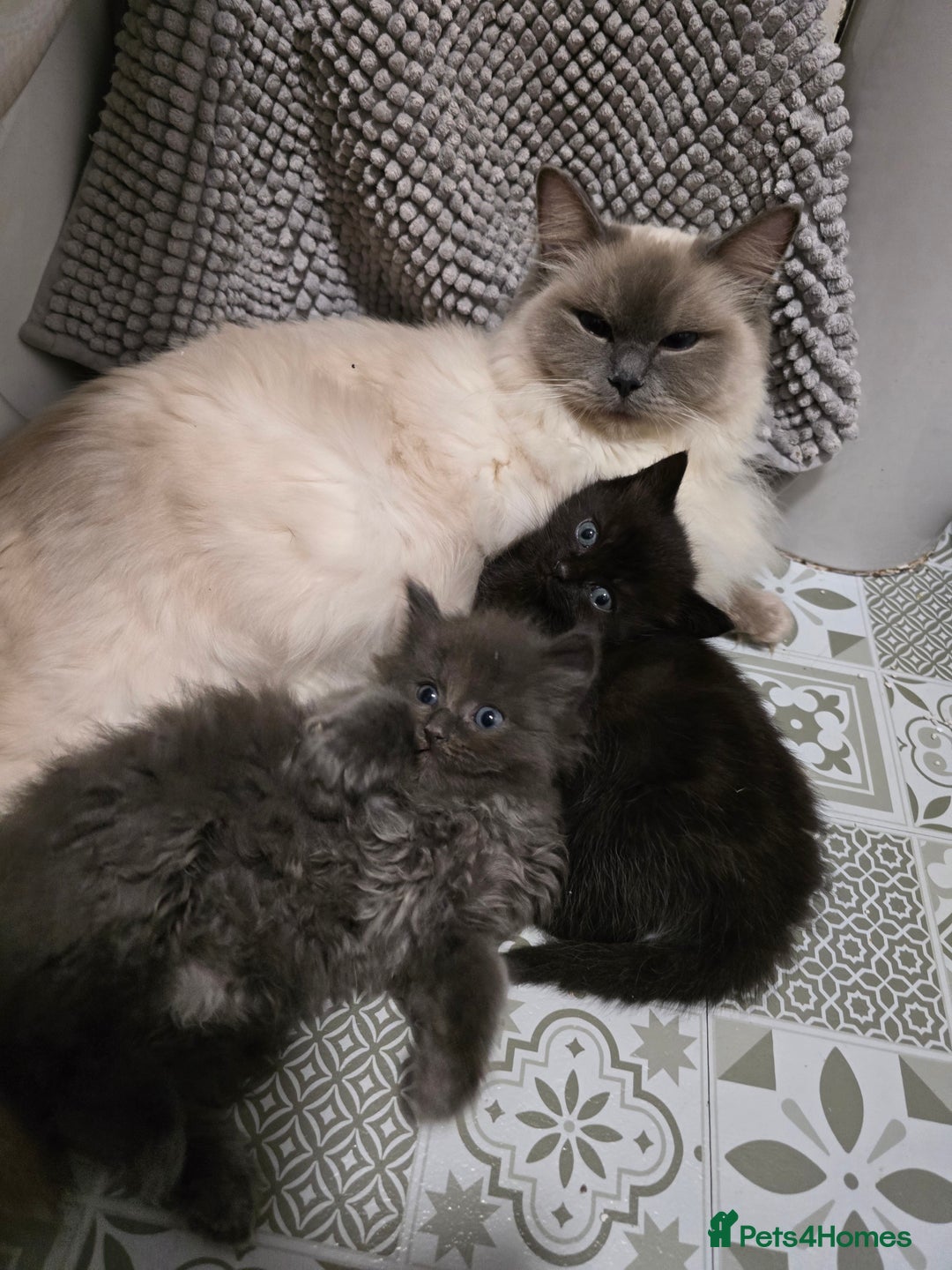 Ragdoll cats for sale: Gorgeous half ragdolls - Advert 2