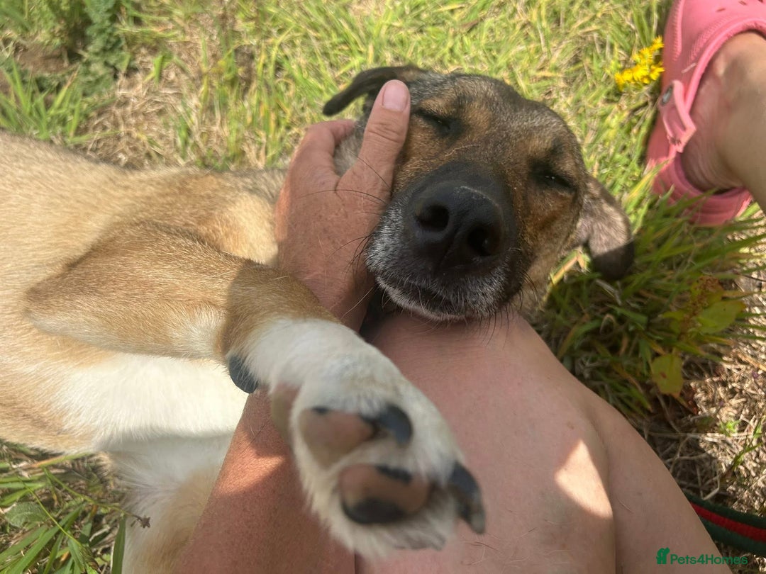 Mixed Breed dogs for adoption: Bella - Norwich Norfolk  - Image 7