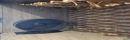 Sugar Glider rodents for sale: Trio of sugar gliders in Verwood - Advert 5