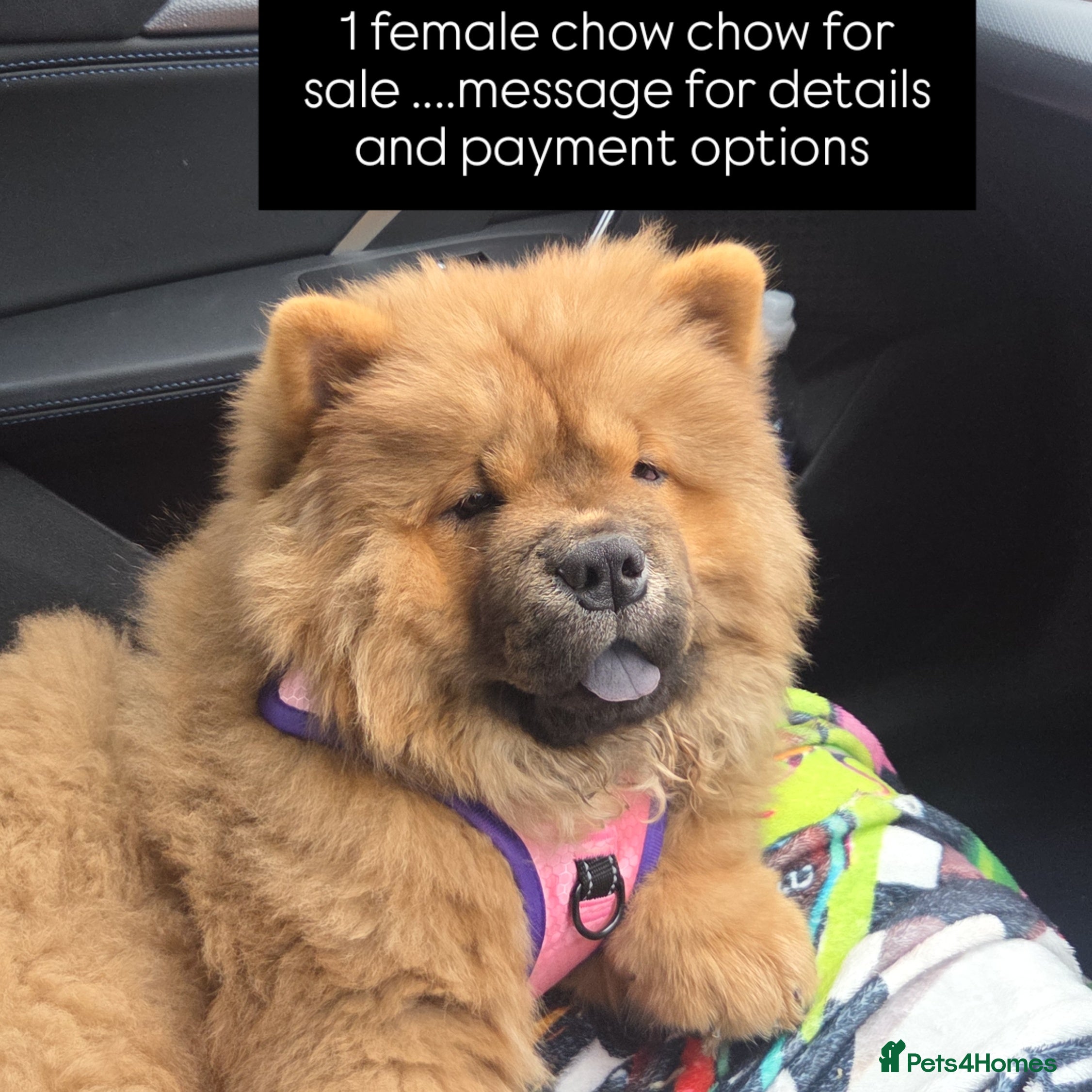Chow Chow dogs READY NOW !!! KC REGISTERED CHOW CHOW GIRL - Advert 2