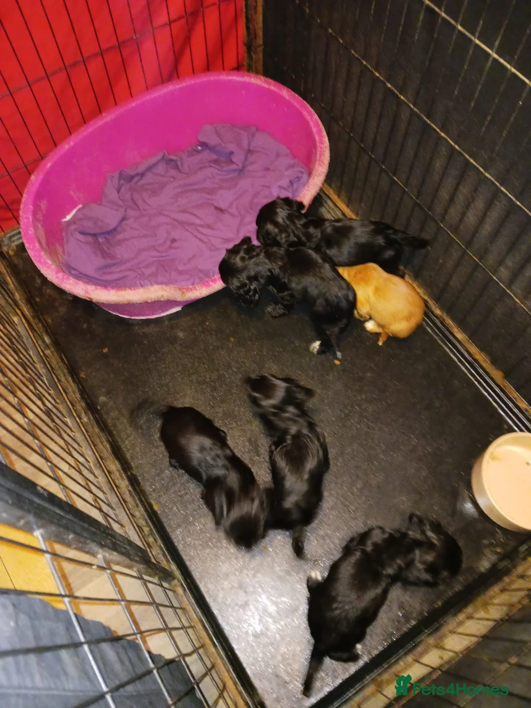 Cocker Spaniel dogs for sale: Cocker spaniel puppies  in Birmingham - Advert 7