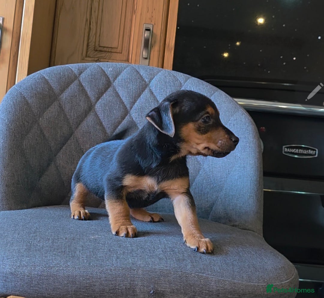 Jack Russell dogs for sale: Traditional Short Legged Jackrussell Pups!  - Image 10