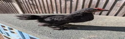 Chickens poultry for sale: Rare colour laced cockerels - free - Advert 17
