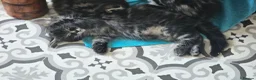 Mixed Breed cats for sale: Maine coon cross tabby - stunning fluffy kittens.. in Bridge of Weir - Advert 19
