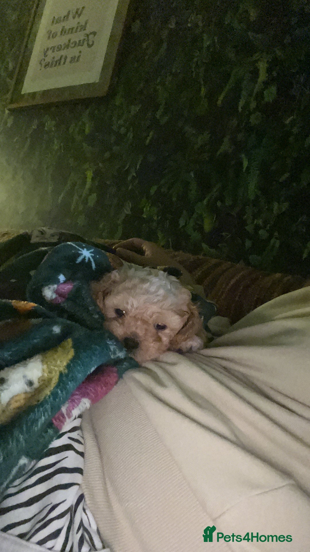 Mixed Breed dogs for sale: My beautiful Cavapoo Angie has given birth! 🐶🥰 - Image 12