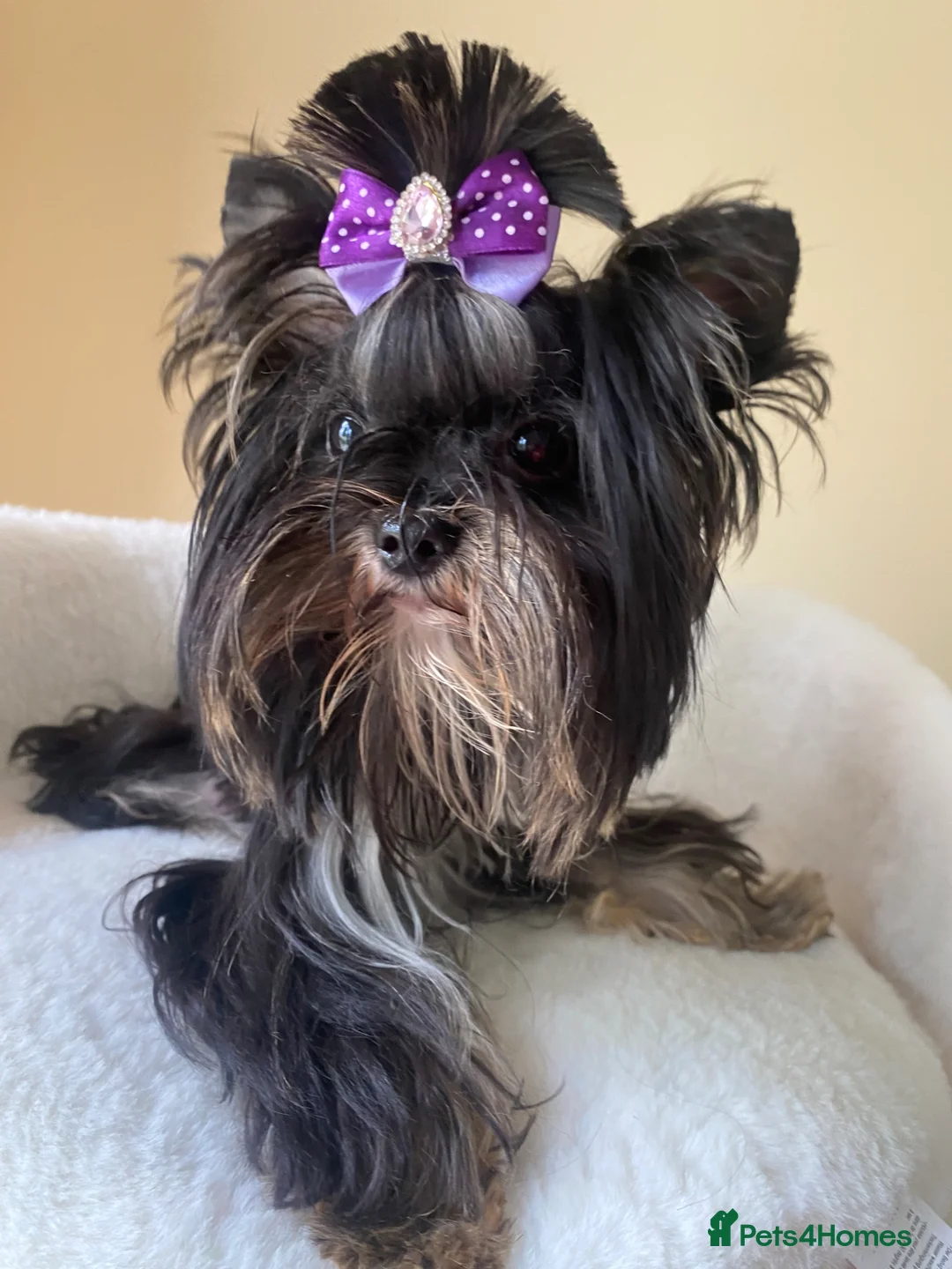 Yorkshire Terrier dogs for sale: Yorkshire terrier boy  - Advert 3
