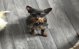Mixed Breed dogs for sale: Ted the miniature toy poodle/pincher  - Image 4