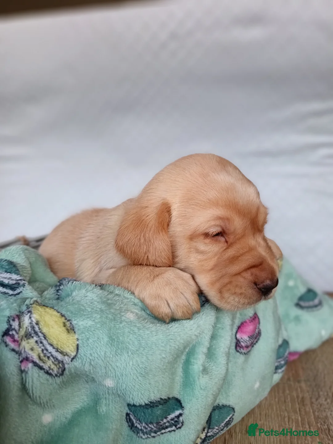 Labrador Retriever dogs for sale: KC reg yellow & black Labrador puppies socialised - Advert 15