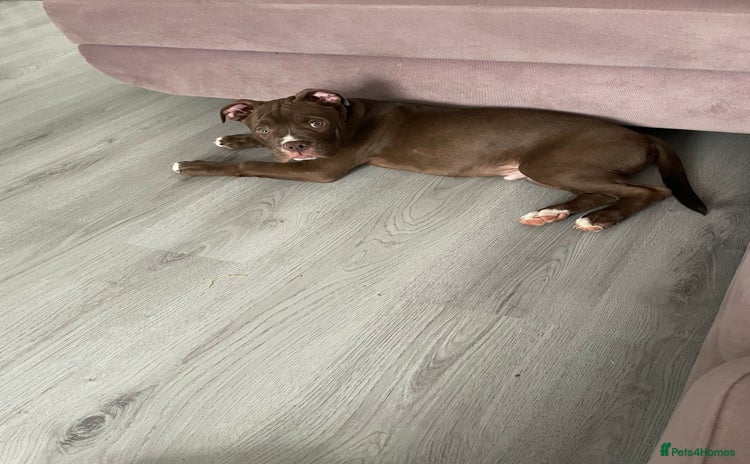 Mixed Breed dogs - Advert 1