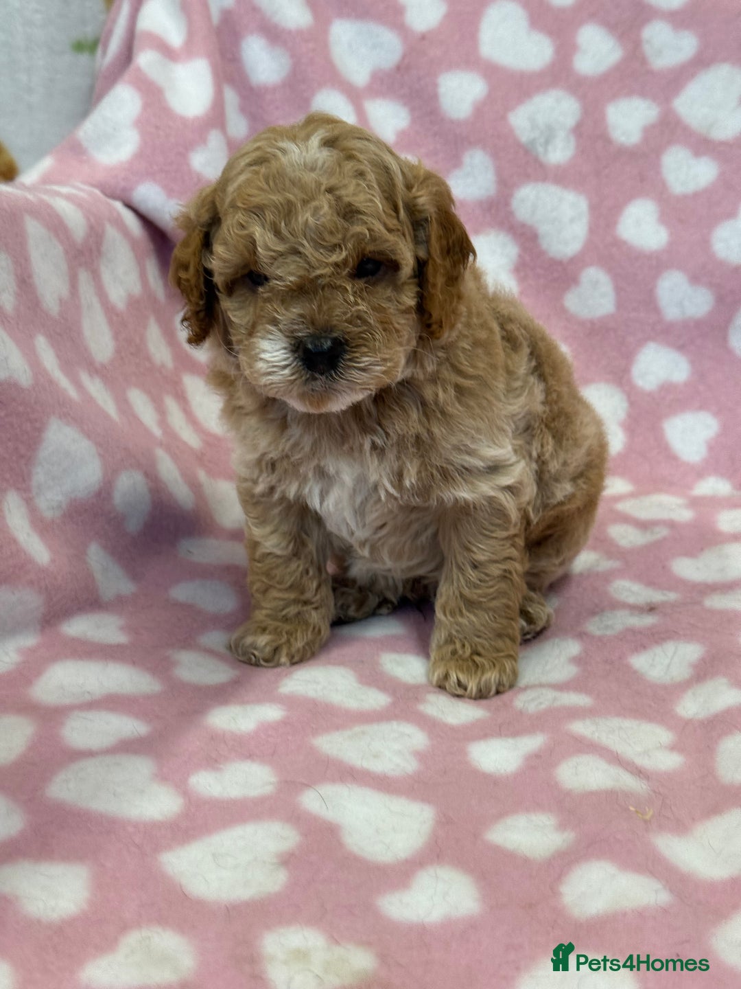 Cockapoo dogs for sale: Cockapoos F1B puppies  - Advert 4