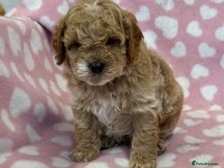 Cockapoo dogs Cockapoos F1B puppies - Advert 14