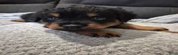 Rottweiler dogs for sale: Rottweiler Puppies Looking for Their Forever Homes - Advert 33