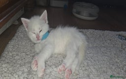 Mixed Breed cats for sale: Pure white kittens Mainecoon x - Image 7