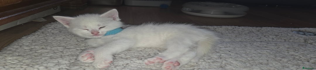 Mixed Breed Kitten 1
