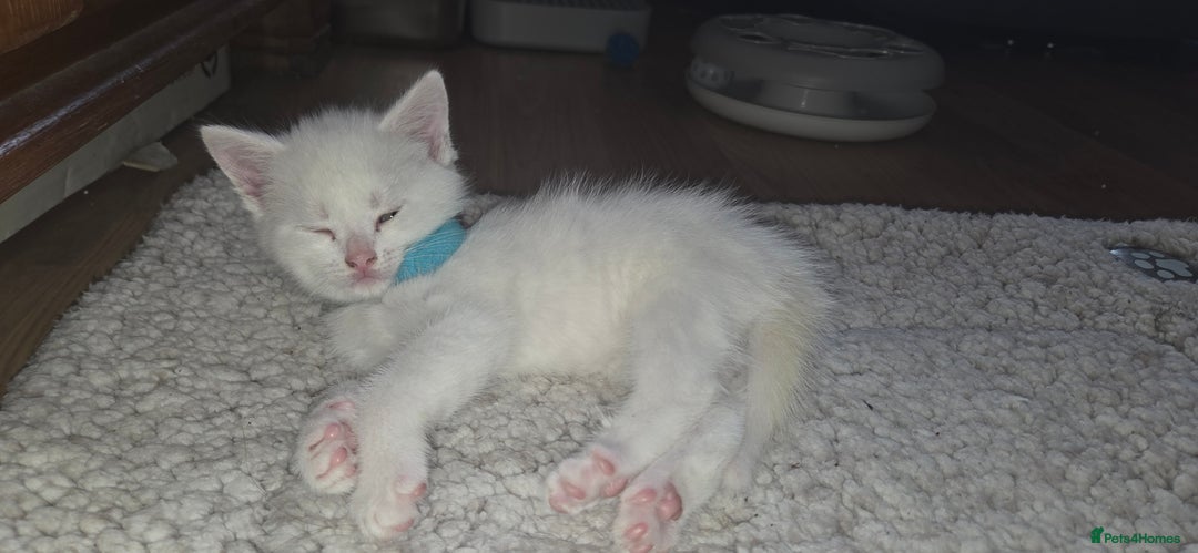 Mixed Breed cats for sale: Pure white kittens Mainecoon x - Image 7
