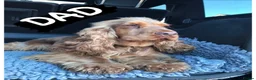 Cocker Spaniel dogs for sale: Outstanding show cocker spaniels - KC in Leicester - Advert 16