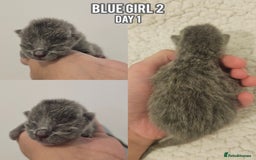 British Shorthair cats for sale: Blue British Shorthairs to reserve - Image 6