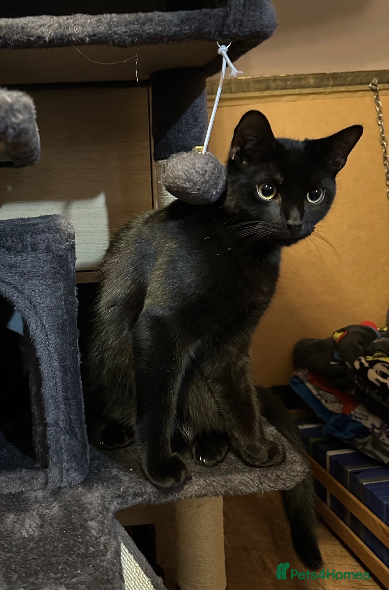 British Shorthair cats Female Cat (1year)  - Advert 6