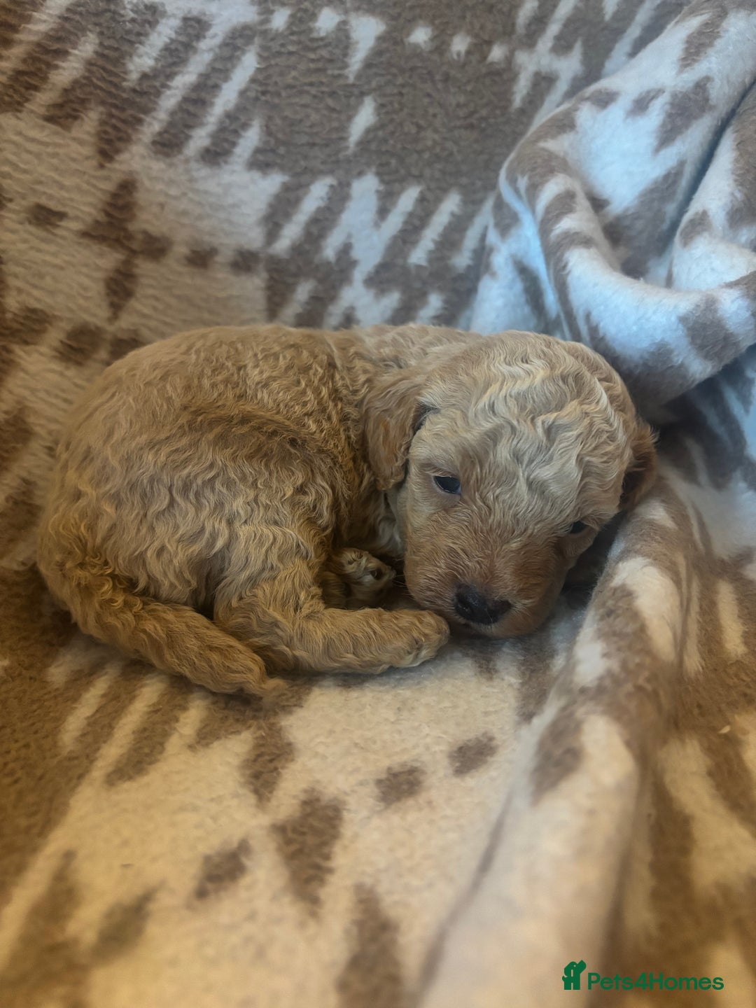 Cavapoochon dogs for sale: Teddy bear Cavapoochons health tested lineage - Advert 10