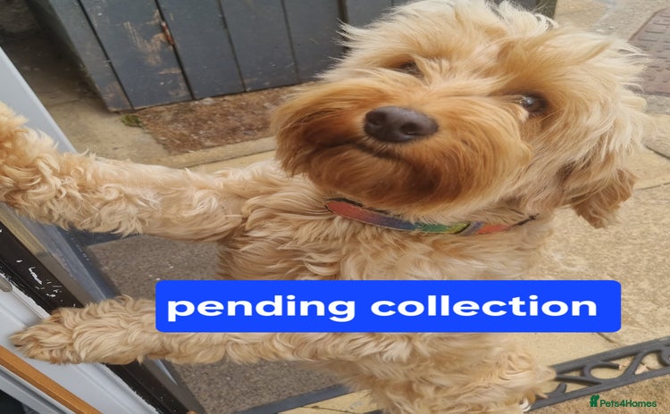 Cockapoo dogs - Advert 2