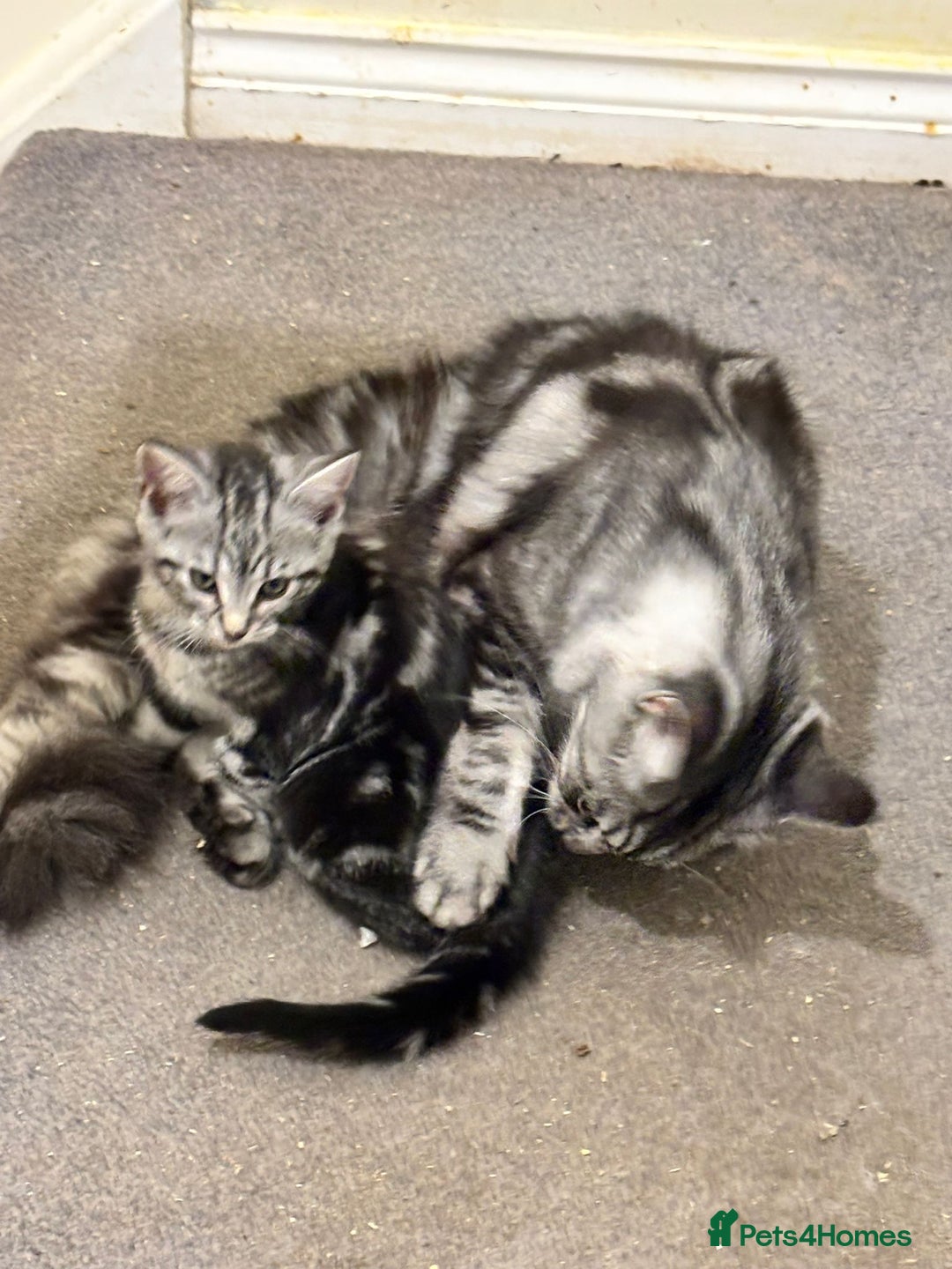 Maine Coon cats for sale: Beautiful, friendly playful Maine Coon cross kits - Advert 1