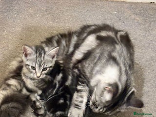 Maine Coon cats Beautiful, friendly playful Maine Coon cross kits - Advert 1