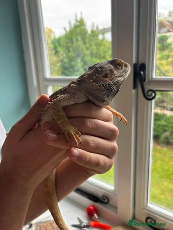Bearded Dragon reptiles - Advert 2