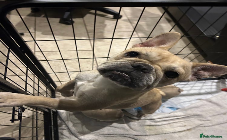 French Bulldog dogs - Advert 8