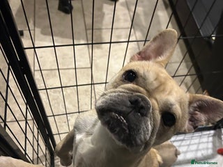 French Bulldog dogs 5 extremely beautiful French bull terriers - Advert 3