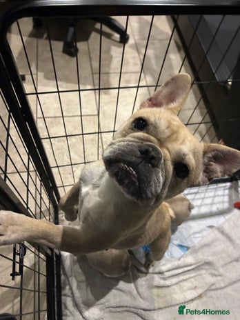 French Bulldog dogs - Advert 8