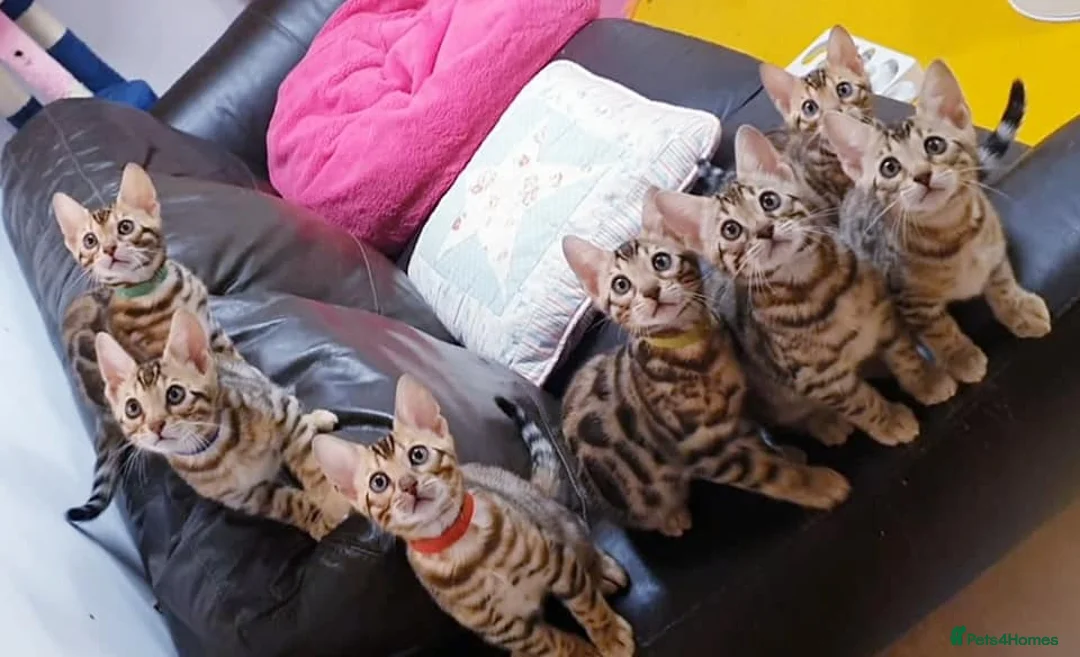 Bengal cats for stud: Quality T.I.C.A reg Bengal for stud SCOTLAND - Advert 23