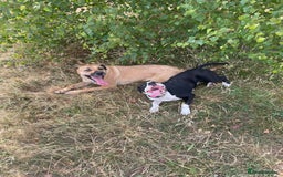 Mixed Breed dogs for sale: Bulldog cross  - Image 6