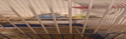 Budgerigars birds for sale: 4 Breeding pair of budgies and chicks in London - Advert 18